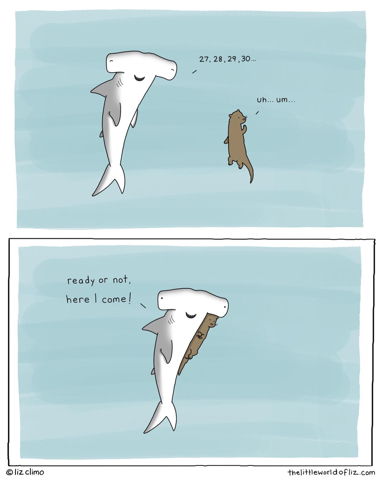 Hide n Seek with a Hammerhead Shark Know Your Meme