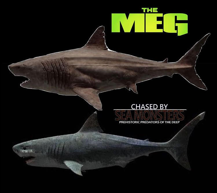 Megalodon sharks | Sharks | Know Your Meme