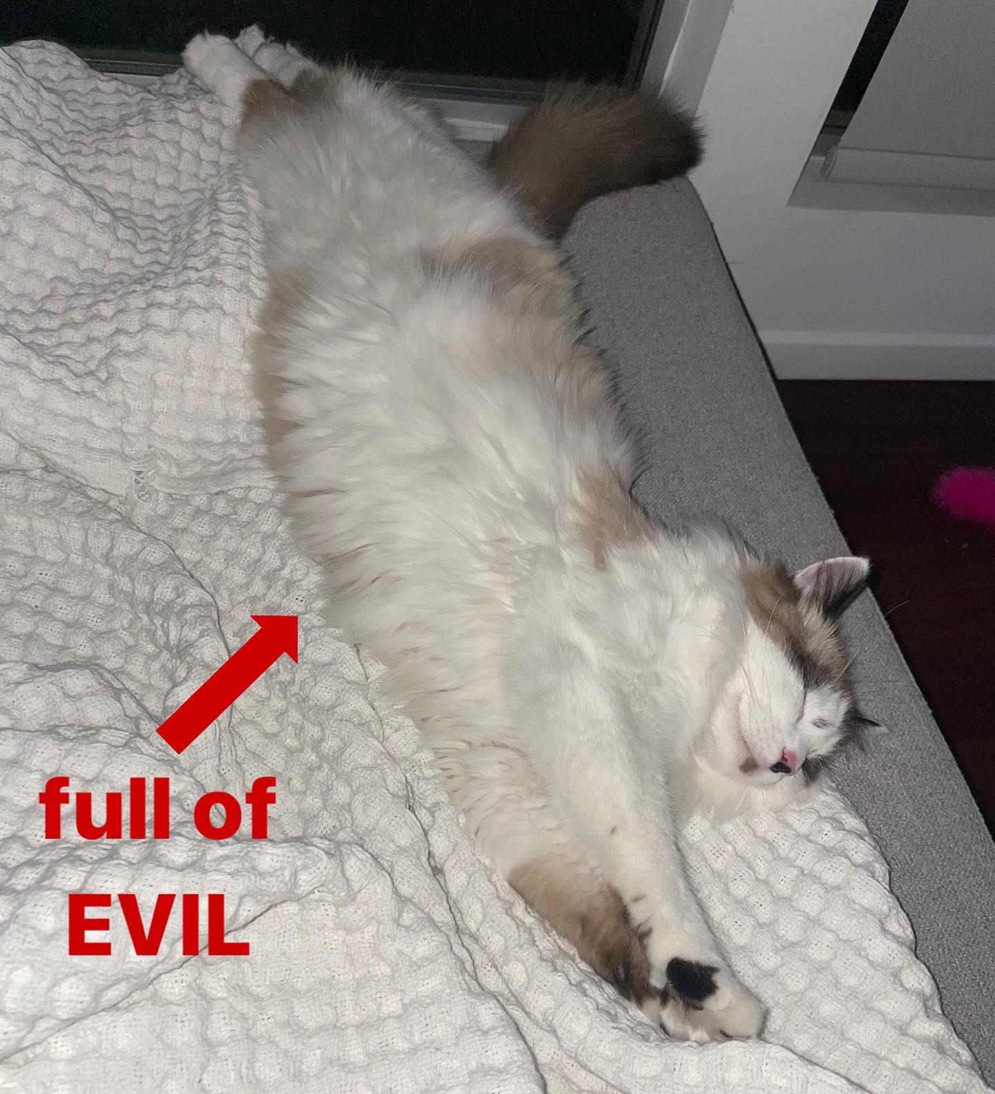 Full of Evil Full of Soup Cat Know Your Meme