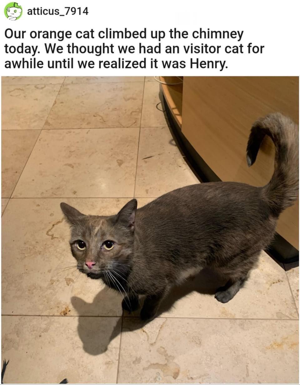 Our Orange Cat Climbed Up the Chimney Today Memes I Wish I Could Tag