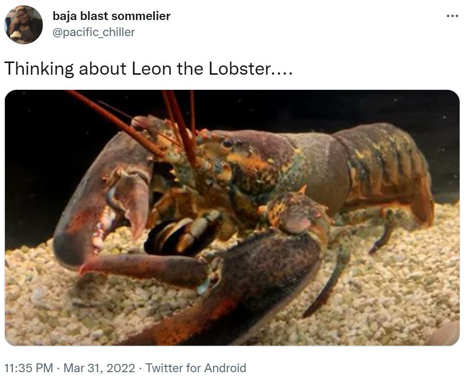 Thinking about Leon the Lobster.... Leon the Lobster Know Your Meme