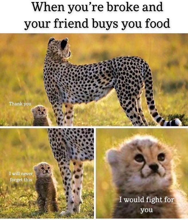 cheetah Cheetah and Cub Know Your Meme