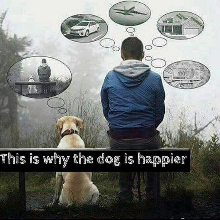 This Is Why The Dog Is Happier (original) This Is Why The Dog Is