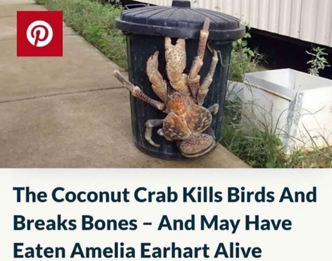 Amelia Earhart Coconut Crabs (meme) Amelia Earhart Eaten By Coconut