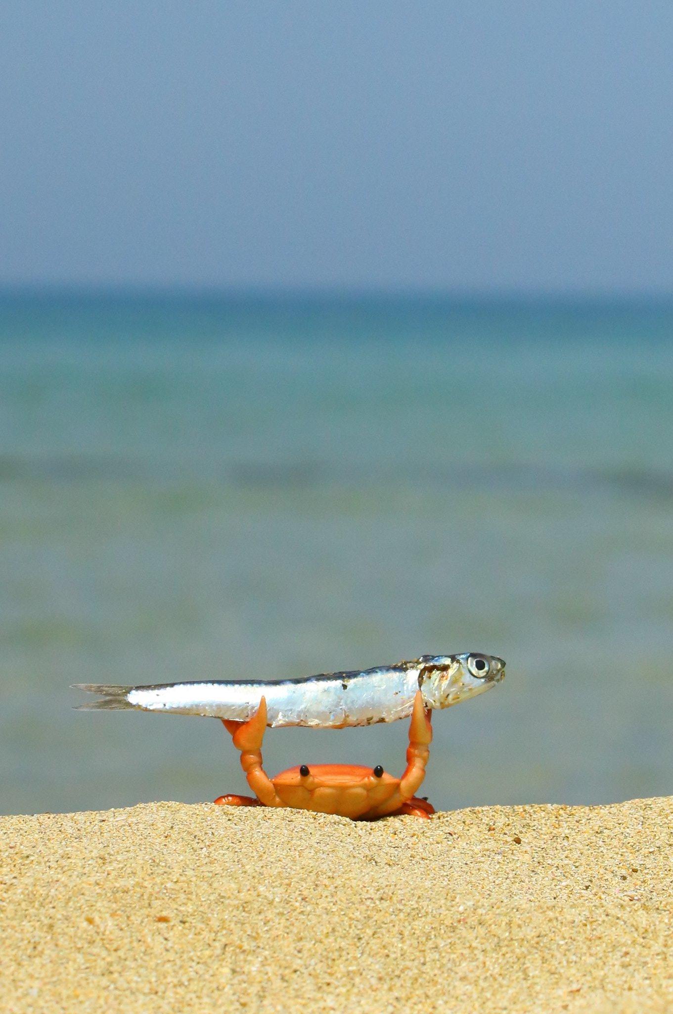 Crab Holding Up a Fish Photograph Crab Holding Up a Fish Know Your Meme