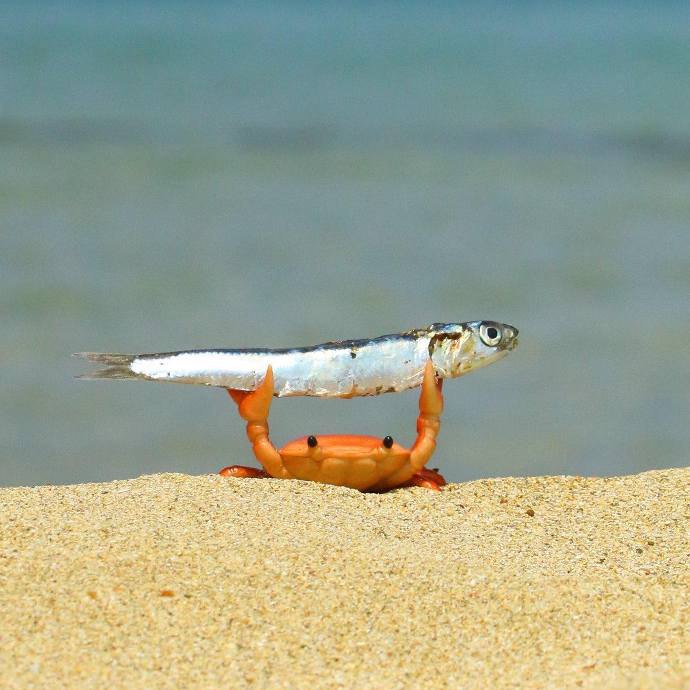 Crab Holding Up a Fish Photograph (Cropped) Crab Holding Up a Fish