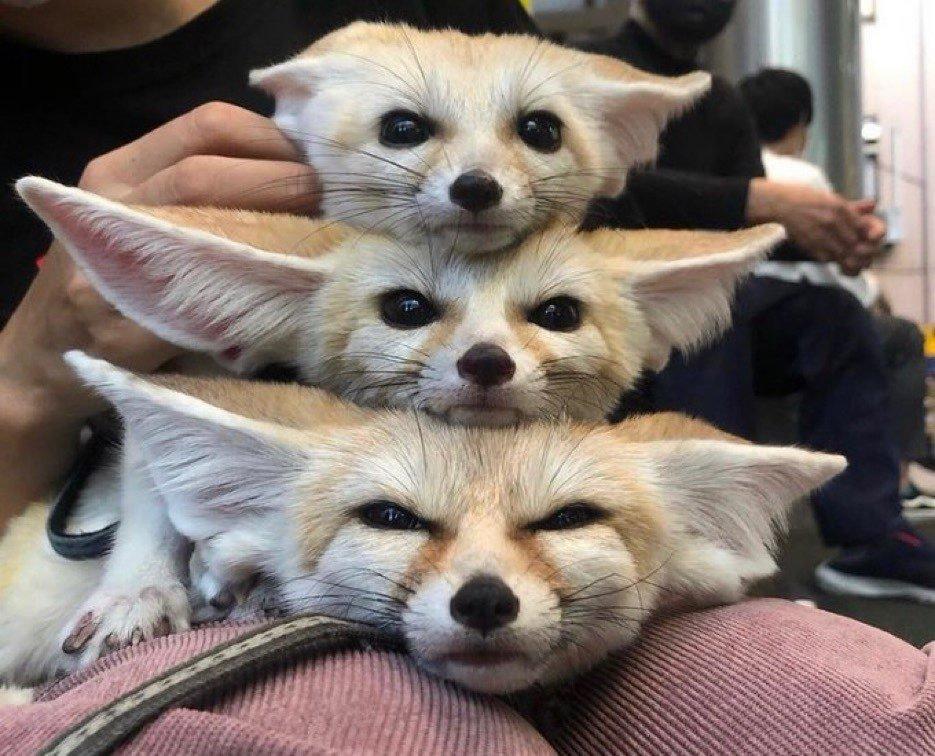 Stack of fennec foxes Foxes Know Your Meme