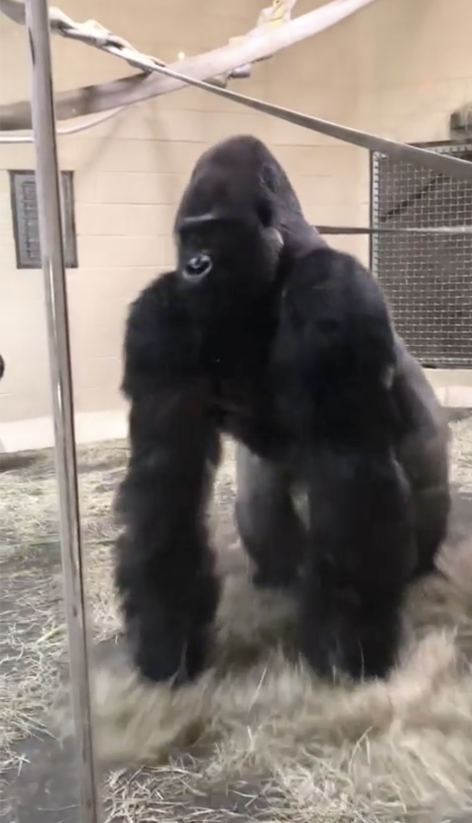Sliding Gorilla Video Sliding Gorilla Know Your Meme