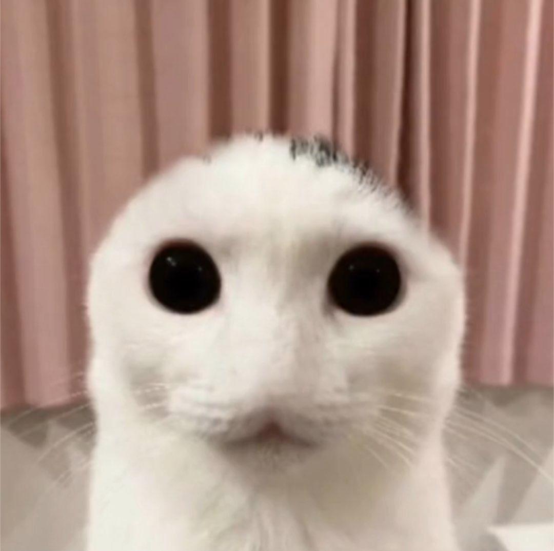 Alien Cat (Alien Version 1) Alien Cat Know Your Meme