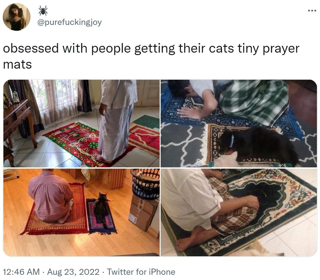 obsessed with people getting their cats tiny prayer mats Cats Know
