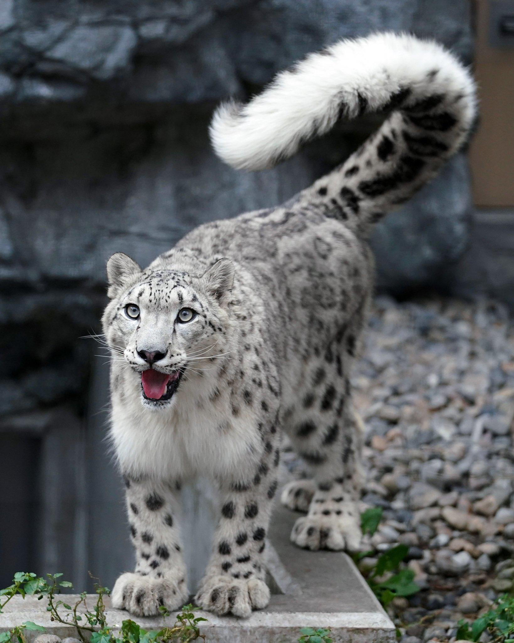 Happy snow leopard | Cats | Know Your Meme
