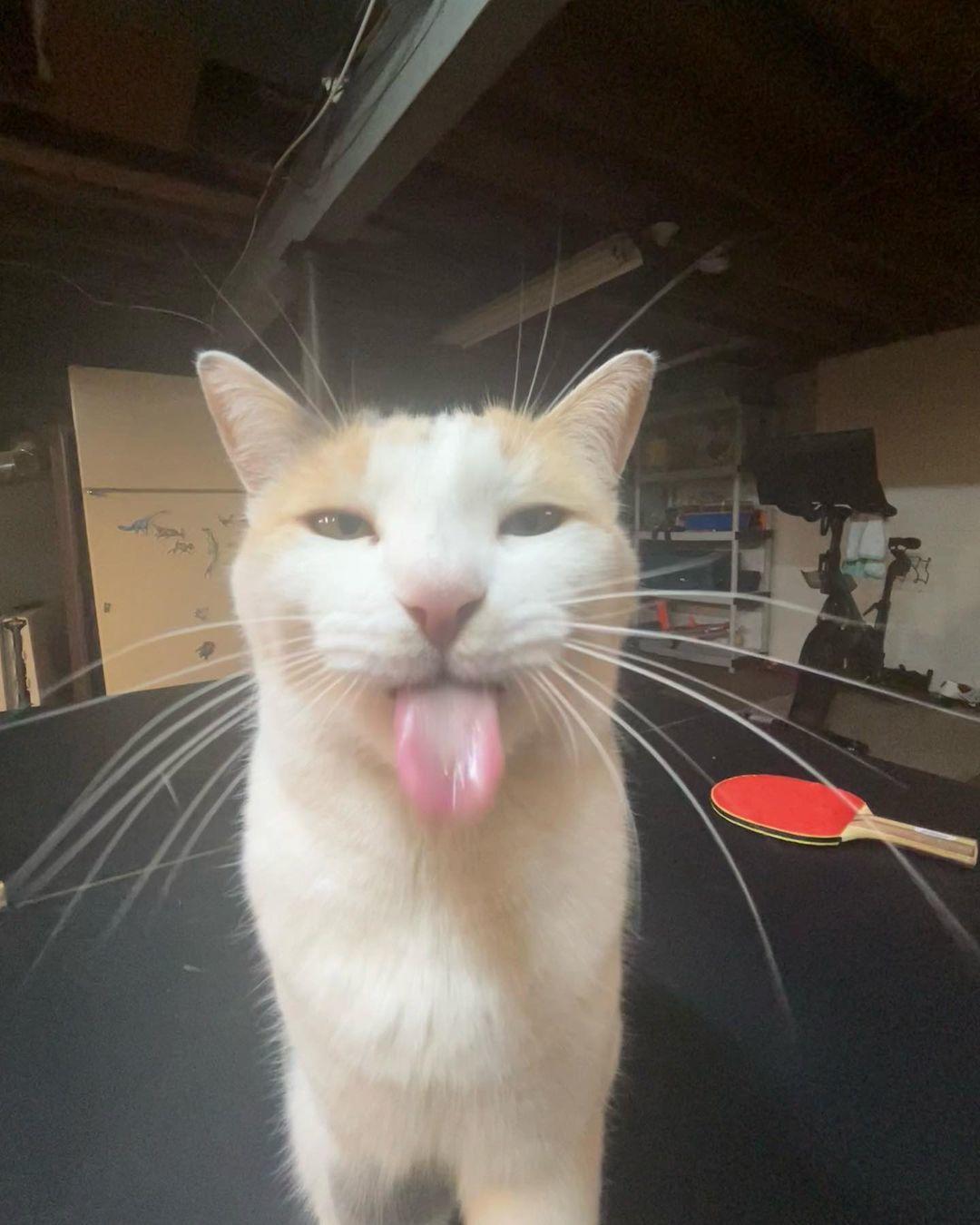 Milly The Cat Tongue Photo BLEHHHHH P Cat Know Your Meme