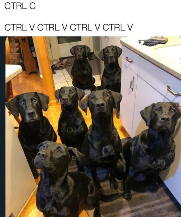 CTRL C CTRL V | /r/wholesomememes | Wholesome Memes | Know Your Meme