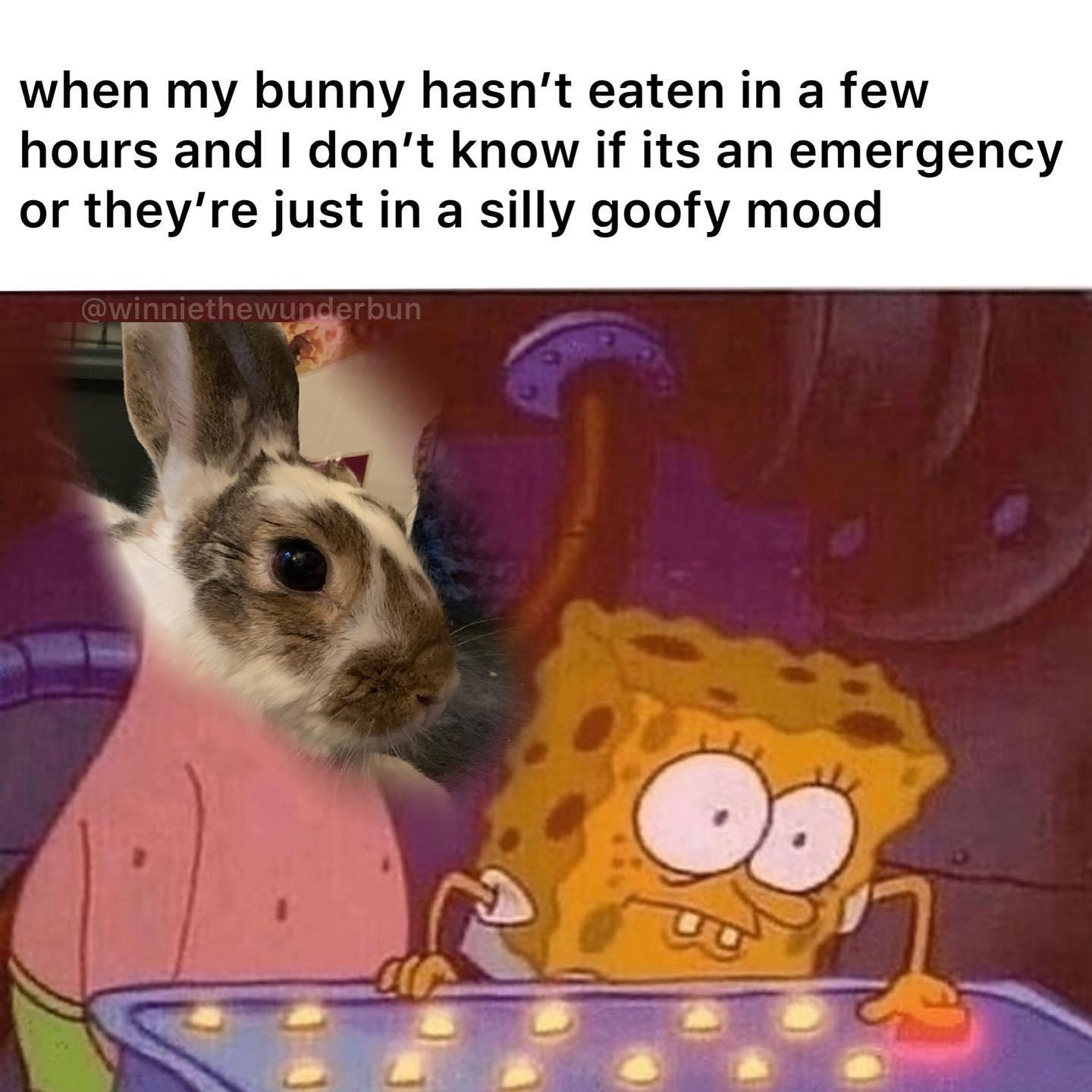 bunny hours | I'm Just In a Silly Goofy Mood | Know Your Meme