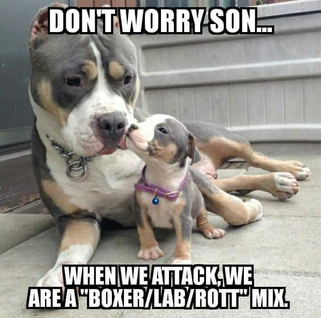 AntiPitbull Memes Pitbulls vs. Toddlers Know Your Meme
