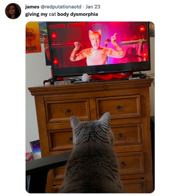 Giving My Cat Body Dysmorphia Giving My Pet Body Dysmorphia Know