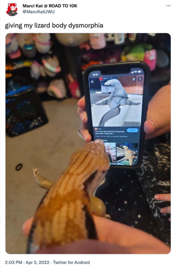 Giving Him Body Dysmorphia Giving My Pet Body Dysmorphia Know Your Meme