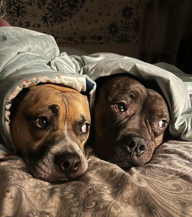 Ctrl C and Ctrl V Dogs Know Your Meme