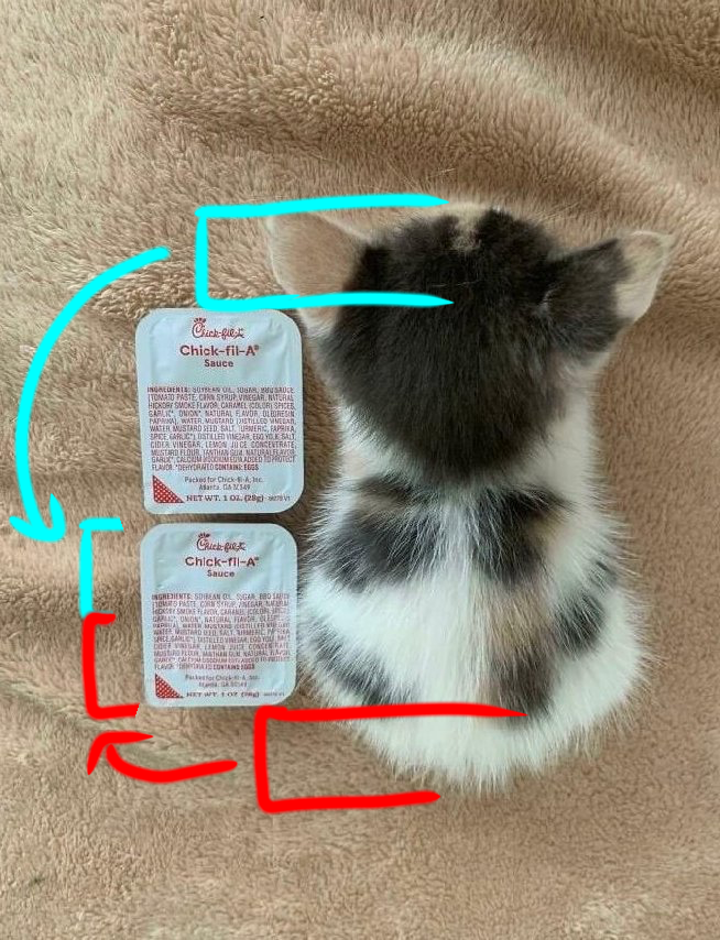 Sauce Cat is Fake News Chickfila Sauce Cat Know Your Meme