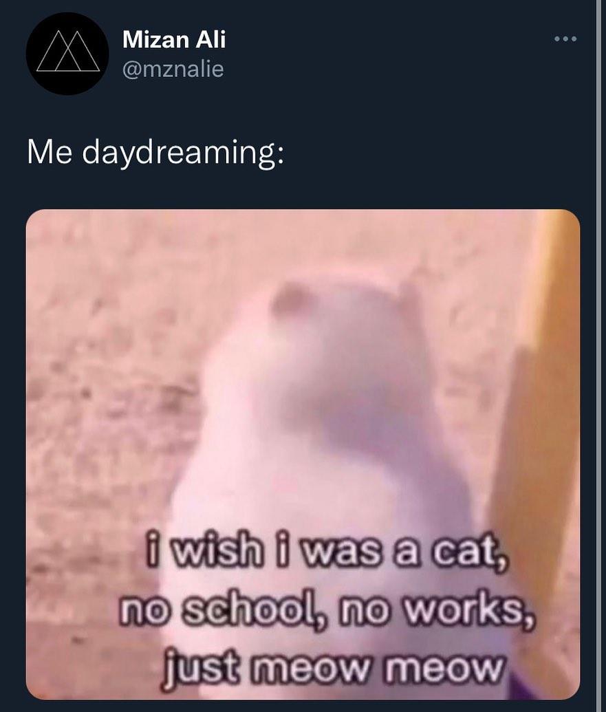 me daydreaming I Wish I Was a Cat, No School, No Works, Just Meow