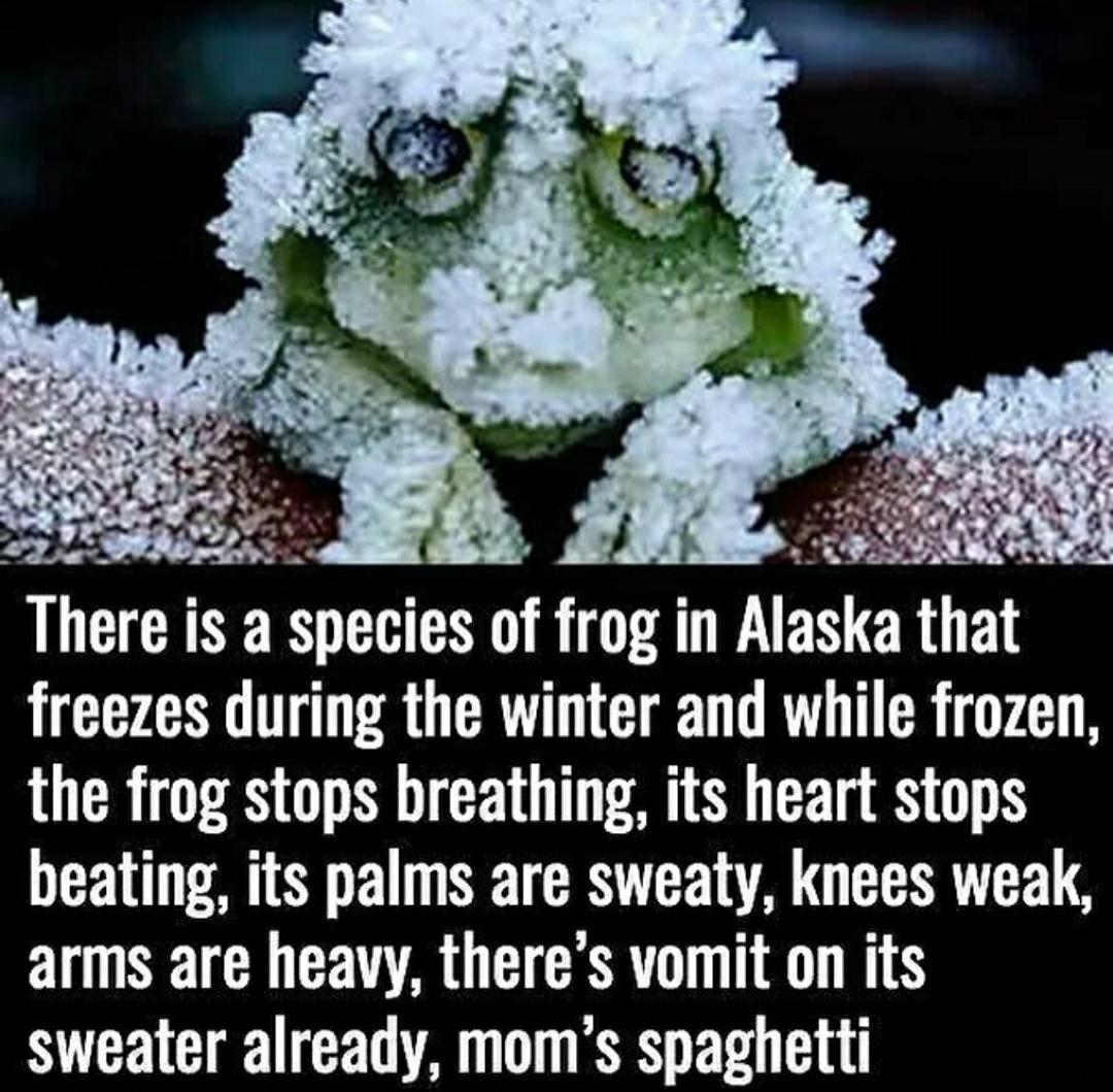 Frozen frogs don't die. /r/memes Know Your Meme