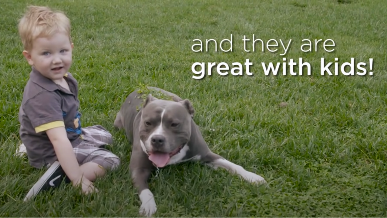 From ProPitbull Advocacy Group in Canada Pitbulls vs. Toddlers