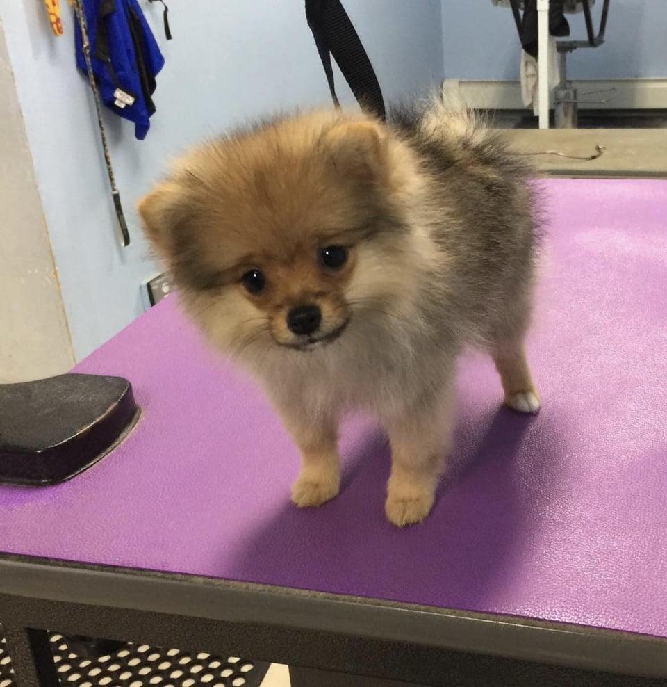 First Groom Dogs Know Your Meme first-groom-dogs-know-your-meme