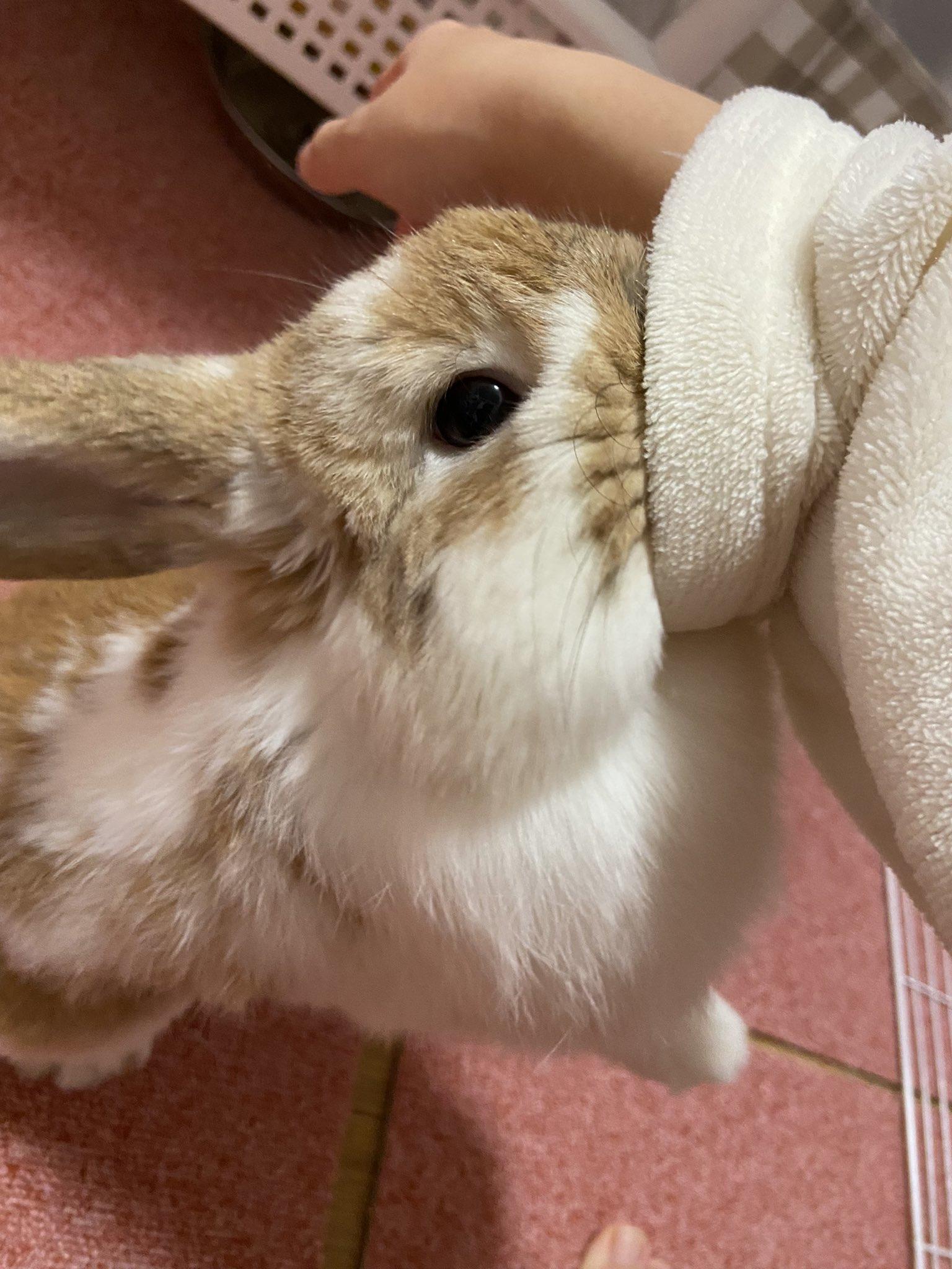 This. Rabbits Know Your Meme