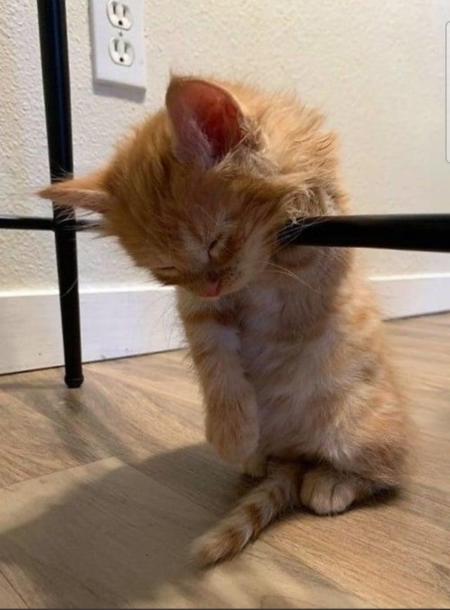 sleepy Cats Know Your Meme