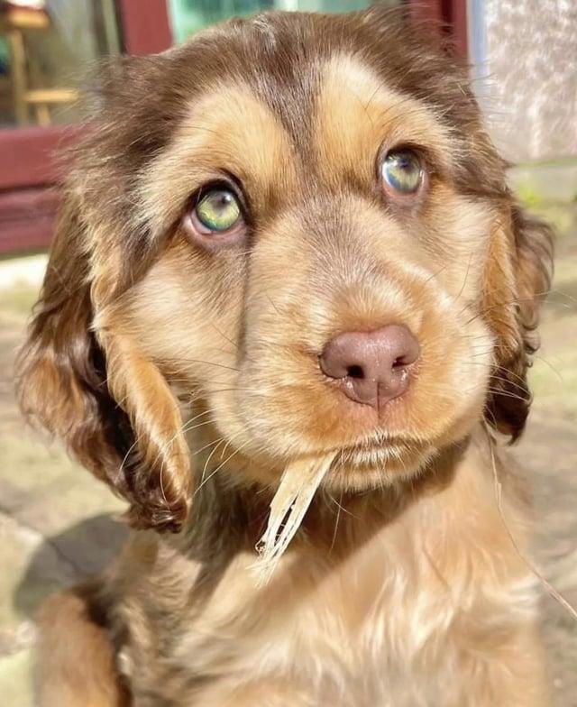 Little Baby Know Your Meme