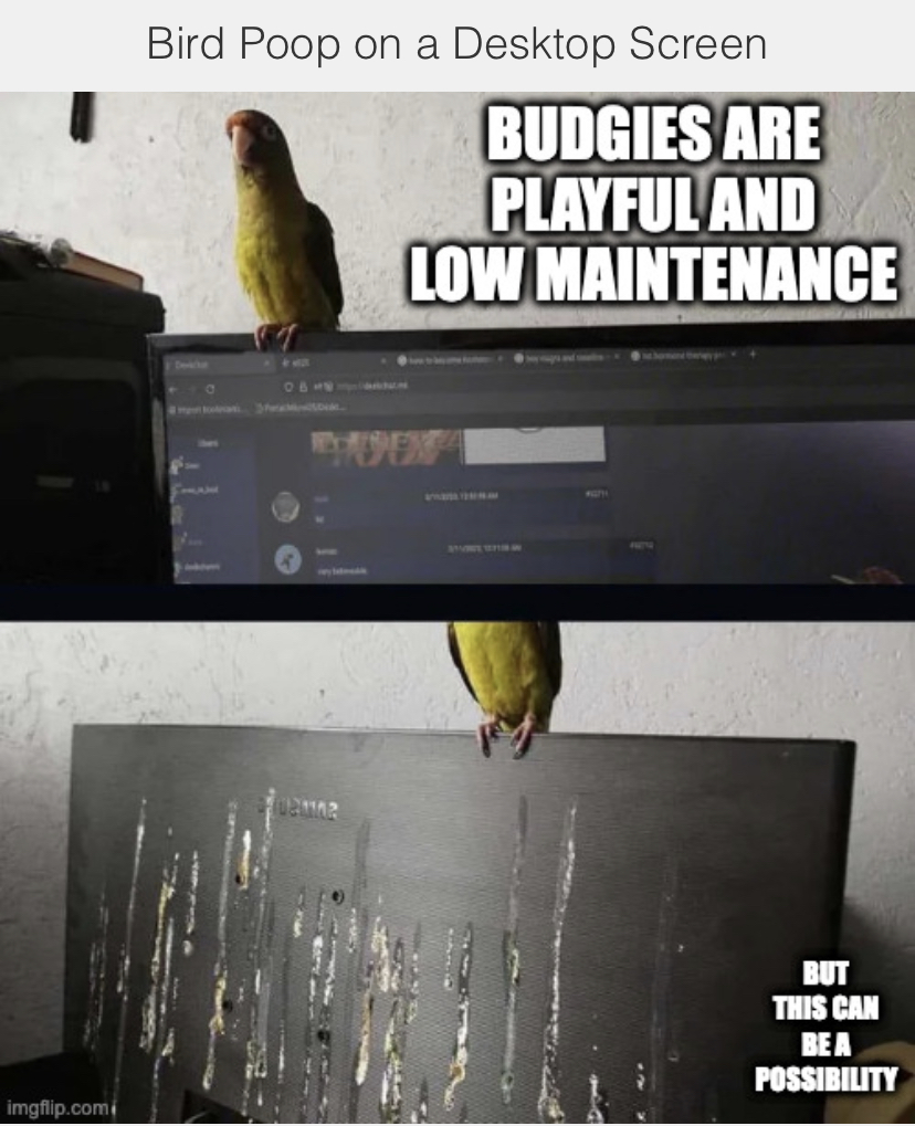 Budgies are Very Messy Birds Know Your Meme