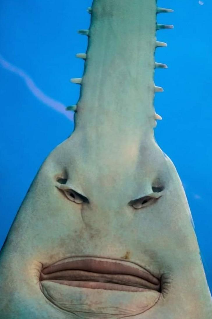 Swordfish are the Karens of the ocean. /r/FuckYouKaren Karen Know
