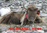 JAK ER SNEL HEST