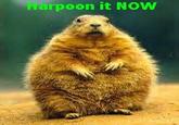 arpoon it NOW