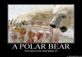 633500353871130656-polar-bear.jpg A POLAR BEAR How does it know what apples is? lol MotivatedPhotos.com