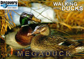 DISCover WALKING WITH DUCKS CHANNEL DUCK WEEK MEGADUCK