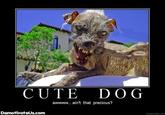 CUTE DOG awwww... ain't that precious? DemotivateUs.conm