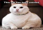 This cat has been overfed.