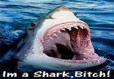 Im a Shark,Bitch!