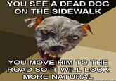 YOU SEE A DEAD DOG ON THE SIDEWALK YOU MOVE HIM TO THE ROAD SO IT WILL LOOK MORE NATURAL
