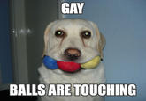 gayballstouching.jpg GAY BALLSARE TOUCHING