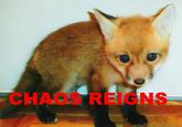 CHAOS REIGNS