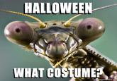 HALLOWEEN WHAT COSTUMER memegenerator.ne