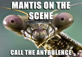 MANTIS ON THE CEN egenerator.ne