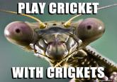 LAY CRICKET WITH CRICKETS egenerator.ne