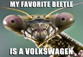 MY FAVORITE BEETLE IS A VOLKSWAGEN memegenerator.ne