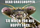 DEAD GRASSHOPPER SO MUCHFORMIS HOPPY FACE egenerator.ne