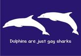 Dolphins are just gay sharks Common bottlenose dolphin Miami Dolphins dolphin marine mammal fauna mammal whales dolphins and porpoises common bottlenose dolphin tucuxi