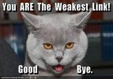 You ARE The Weakest Link! Good Bye ICA N HA S CH E EZBURGER.COM '$ミら