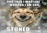 [Image - 49193] | Stoner Dog | Know Your Meme